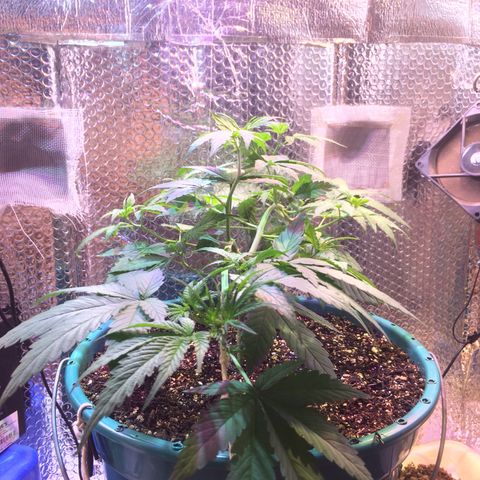 ? growlog timeline photo