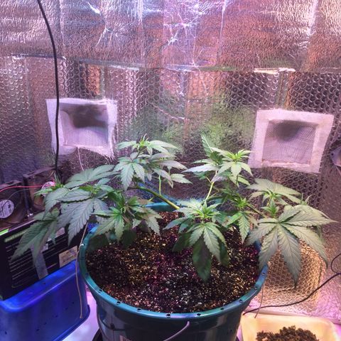 ? growlog timeline photo
