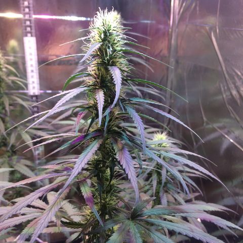 Hope growlog timeline photo