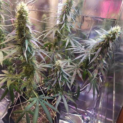 Hope growlog timeline photo