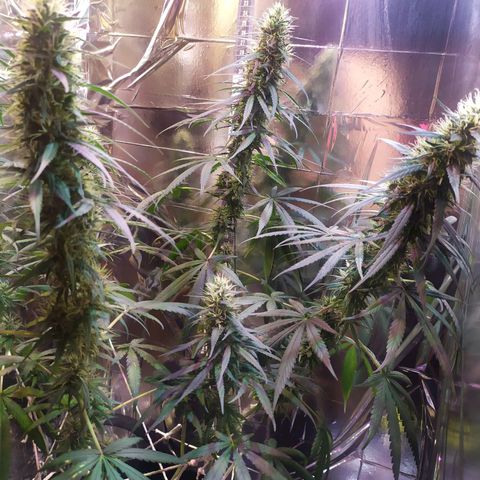 Hope growlog timeline photo