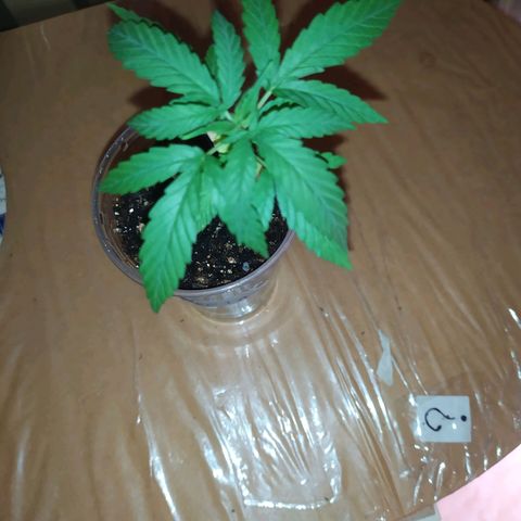 Preta growlog timeline photo