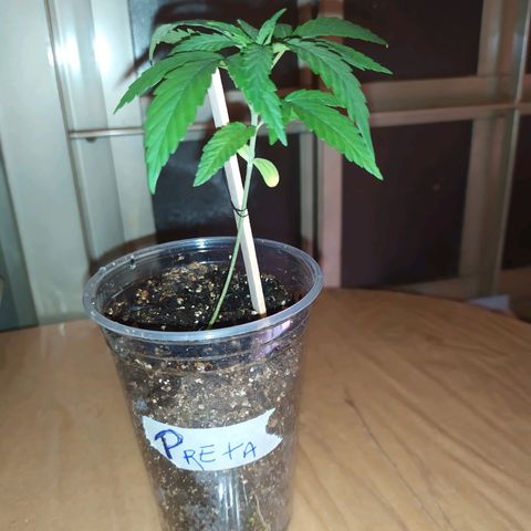 Preta growlog timeline photo
