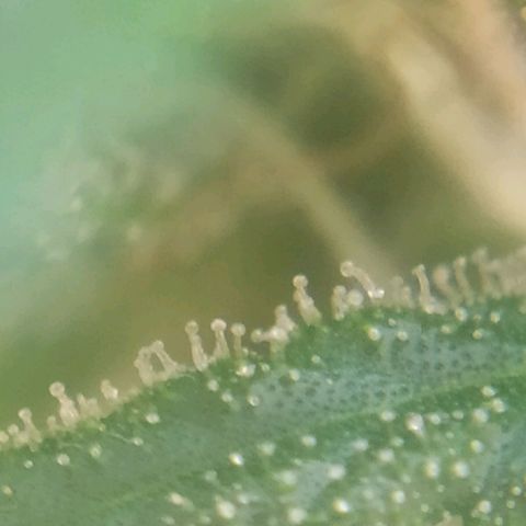 Hope growlog timeline photo