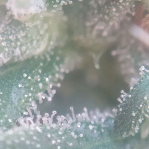 Hope growlog timeline photo