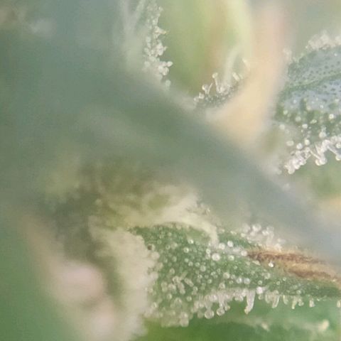 Hope growlog timeline photo