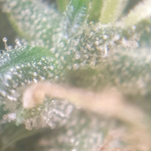 Hope growlog timeline photo
