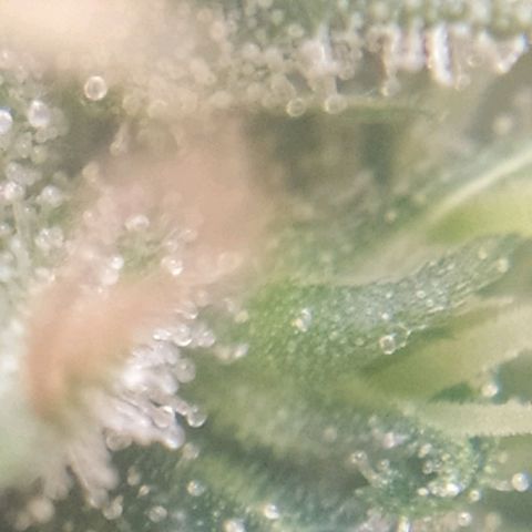 Hope growlog timeline photo