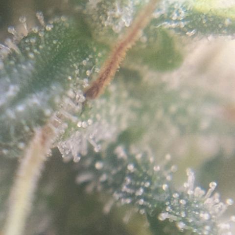 Hope growlog timeline photo