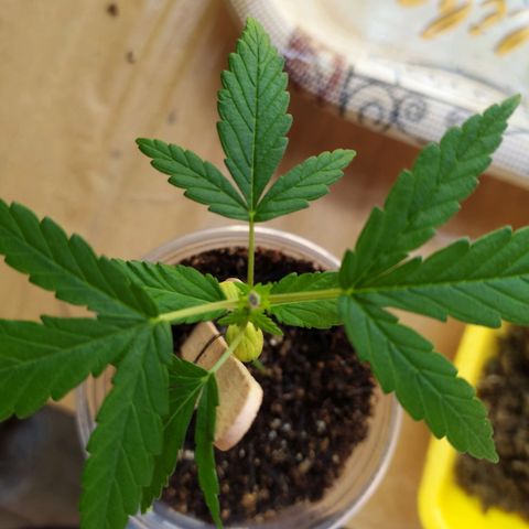 Preta growlog timeline photo