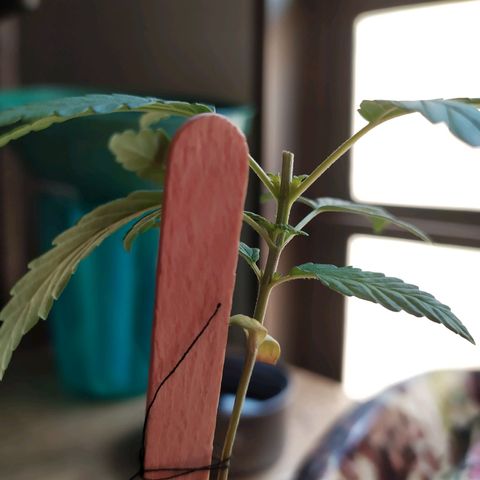 Preta growlog timeline photo