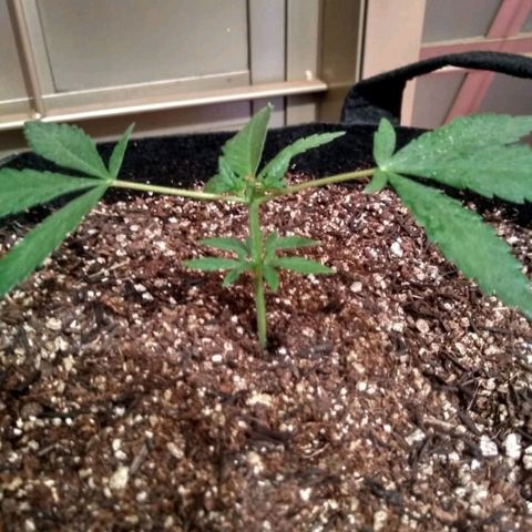 Hope growlog timeline photo