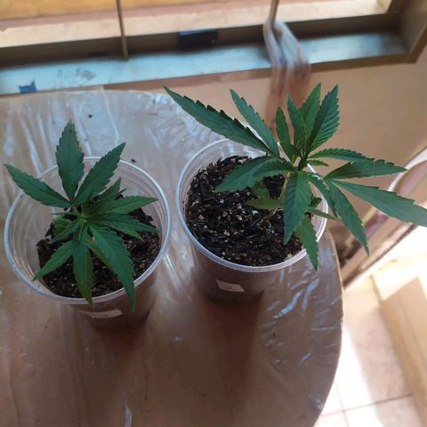 II growlog timeline photo