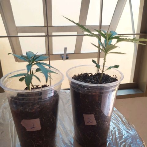 II growlog timeline photo