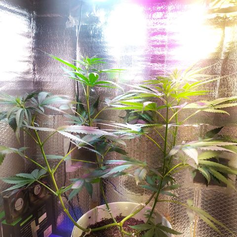 Zelda growlog timeline photo
