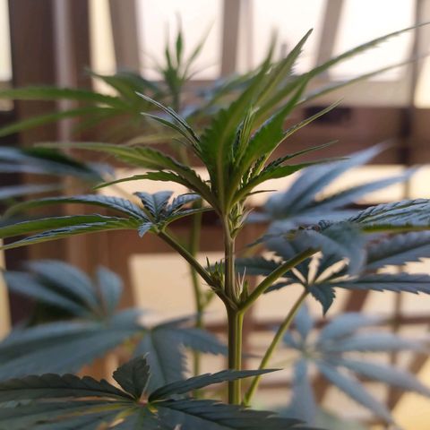 Zelda growlog timeline photo