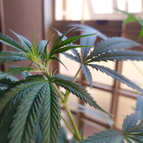 Zelda growlog timeline photo