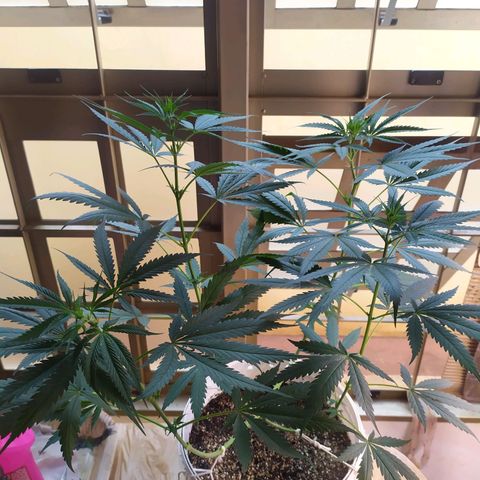 Zelda growlog timeline photo
