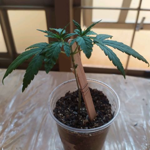 Preta growlog timeline photo