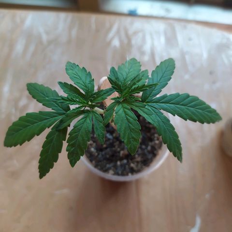 Preta growlog timeline photo
