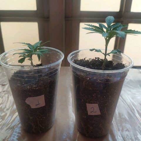 II growlog timeline photo