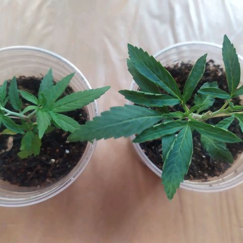 II growlog timeline photo