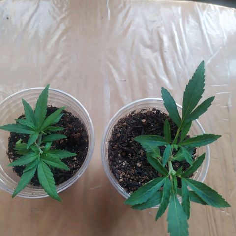 II growlog timeline photo