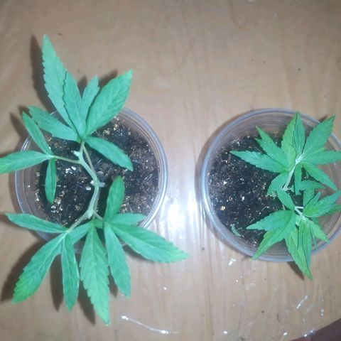II growlog timeline photo