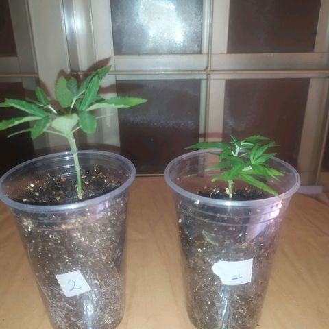 II growlog timeline photo