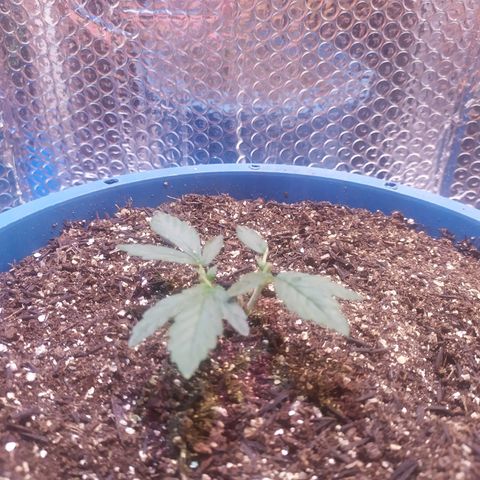 Preta growlog timeline photo