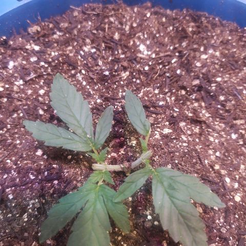 Preta growlog timeline photo
