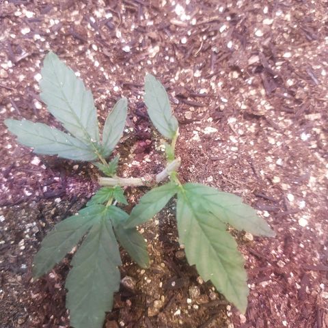 Preta growlog timeline photo