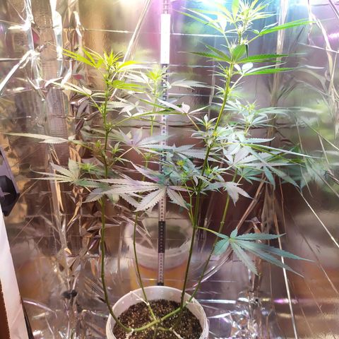 Zelda growlog timeline photo