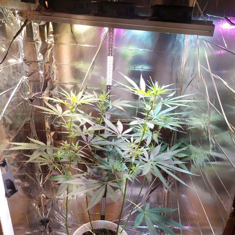 Zelda growlog timeline photo