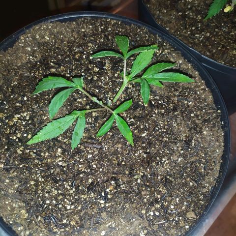 II growlog photo: 2