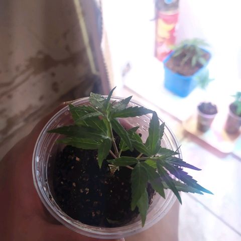 II growlog photo: 1