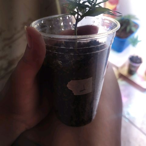II growlog photo: 1