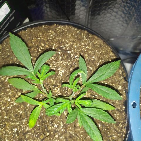II growlog timeline photo