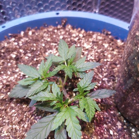 Preta growlog timeline photo