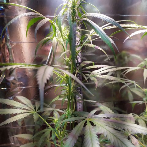 Zelda growlog timeline photo