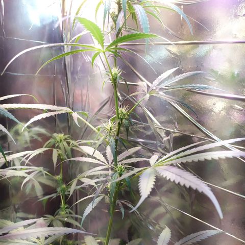 Zelda growlog timeline photo