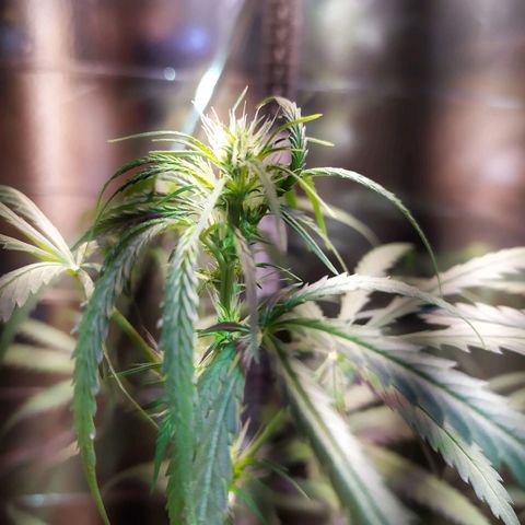 Zelda growlog timeline photo