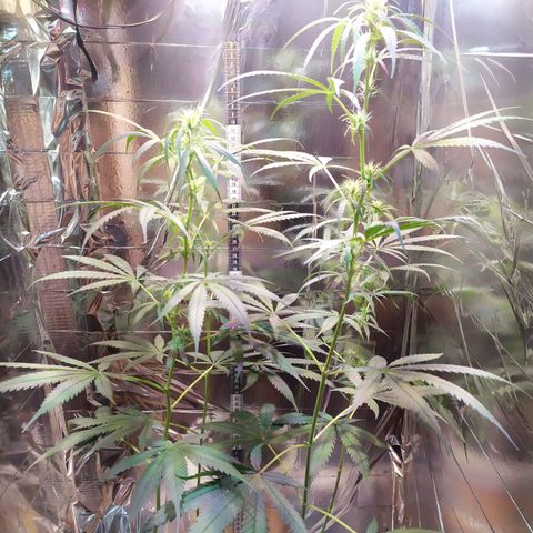 Zelda growlog timeline photo