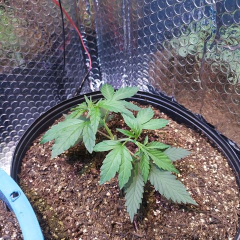 II growlog timeline photo