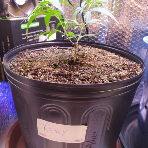 II growlog timeline photo