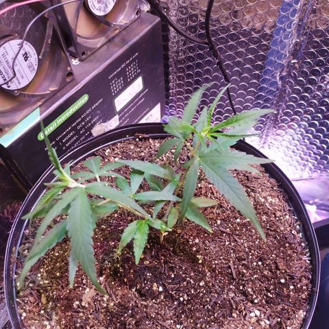 II growlog timeline photo