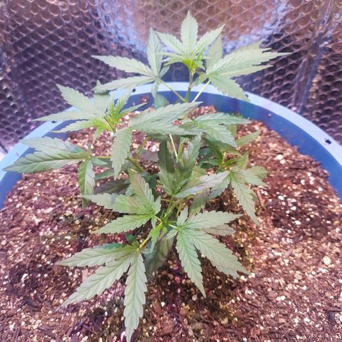 Preta growlog timeline photo