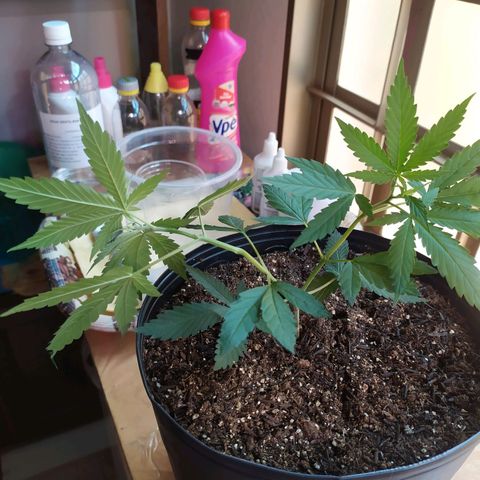 II growlog timeline photo
