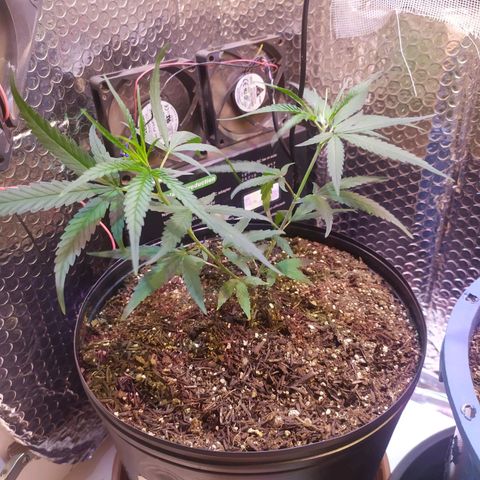 II growlog photo: 1