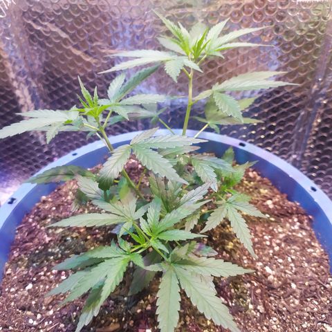 Preta growlog timeline photo